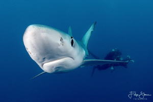 "Close encounter", Blue shark, Western cape, South Africa. by Filip Staes 